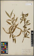 Foto von Salix alba L. x Salix fragilis L.